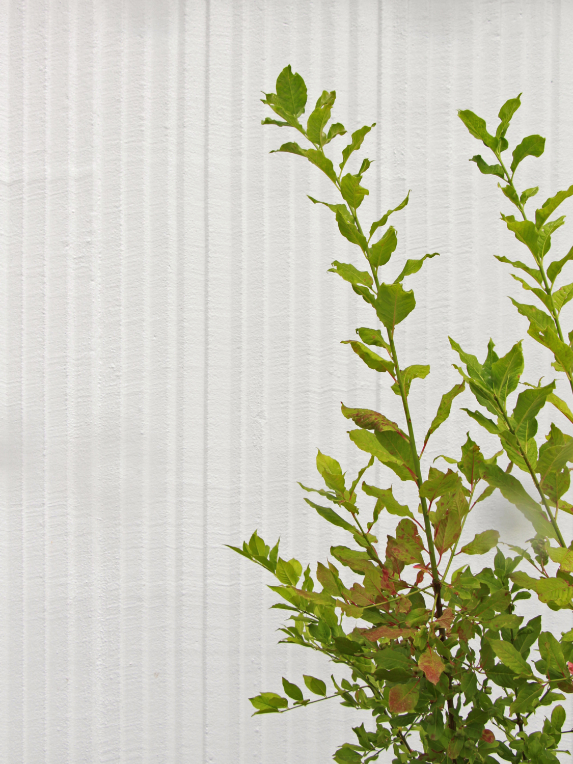 07 Wohnüberbauung Riedmatt