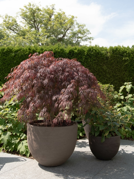 Wellness im Garten Bepflanzung in Töpfen
