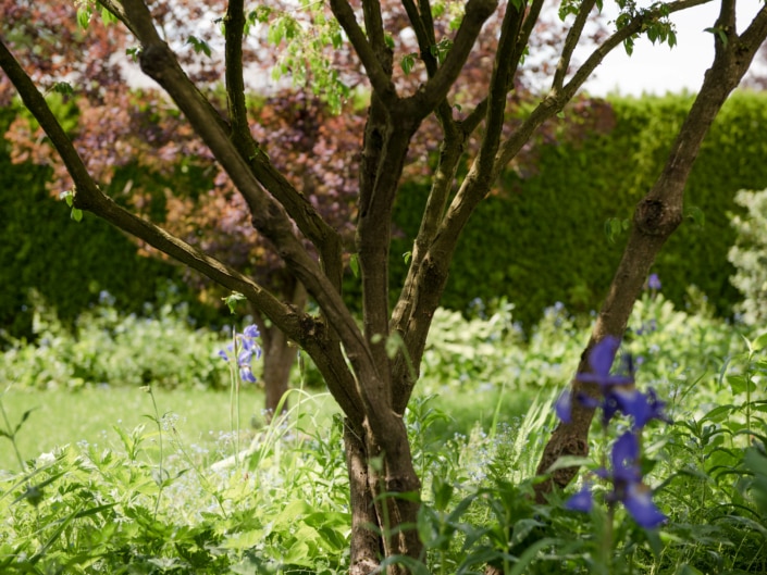 Wellness im Garten Charakterstarkes Gehölz