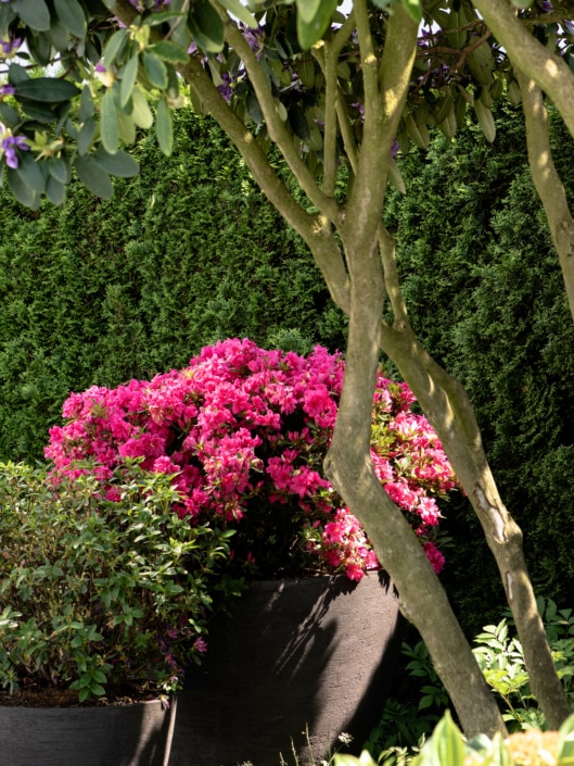 Wellness im Garten Blumen schaffen Kontrast