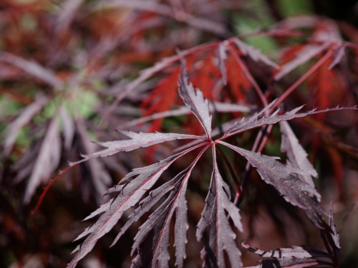 Wellness im Garten Nahaufnahme von Laub