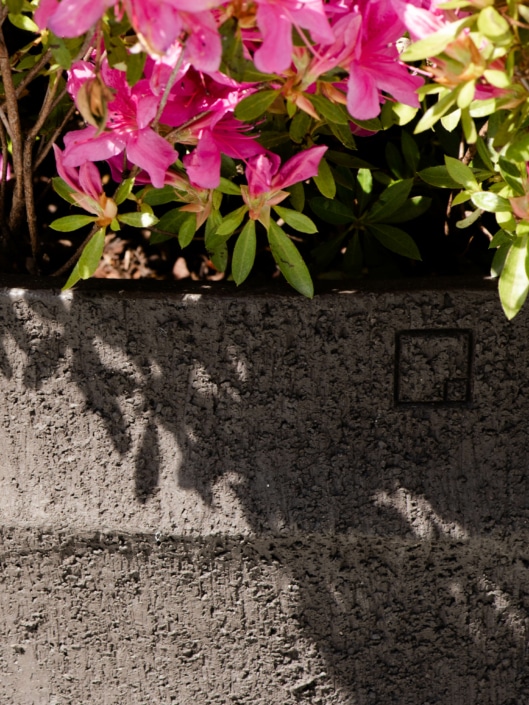 Wellness im Garten Blumen in Zementkiste