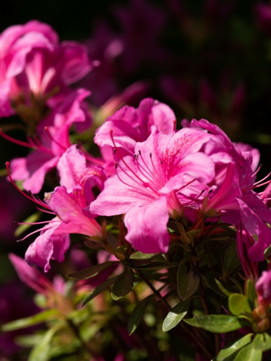 Wellness im Garten Nahaufnahme von Blue