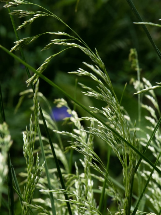 Stadtperle Detailaufnahme Gräser