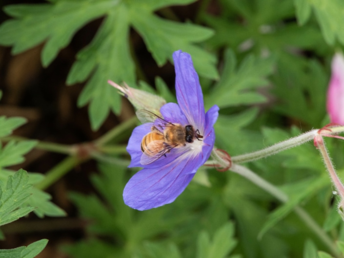 Stadtperle Biene in Blume