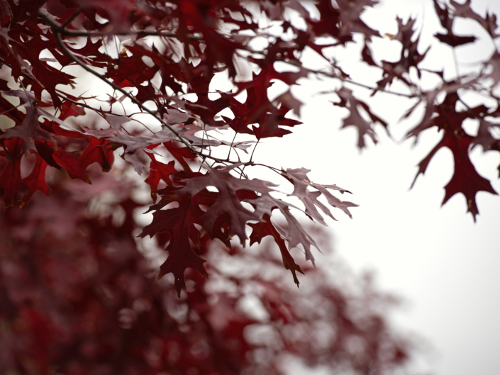 02 Strassenbegrünung Breiten