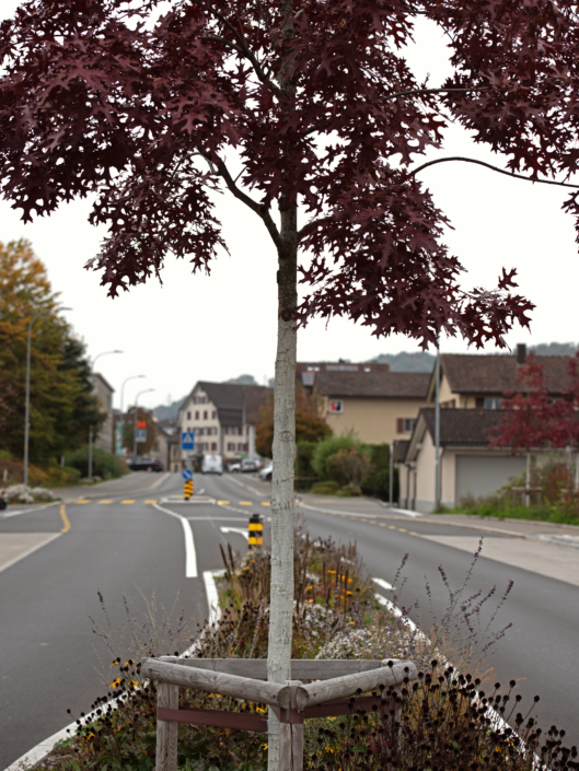 03 Strassenbegrünung Breiten