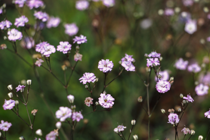 06 Strassenbegrünung Breiten