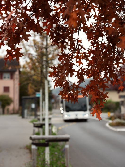 06 Strassenbegrünung Breiten