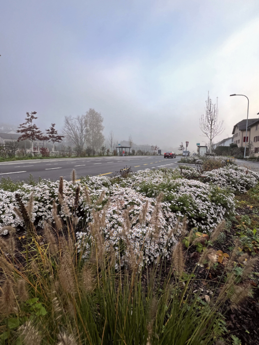 07 Strassenbegrünung Breiten