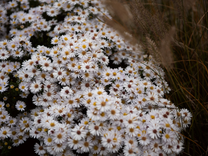 07 Strassenbegrünung Breiten