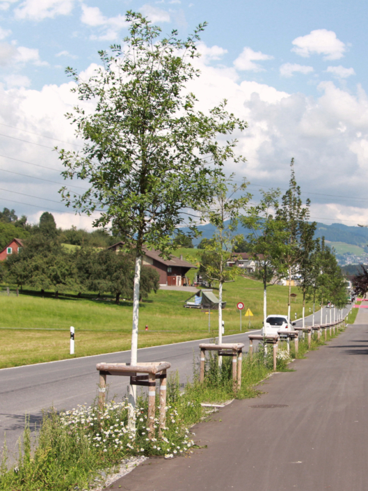 08 Strassenbegrünung Breiten